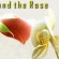The Orchid And The Rose