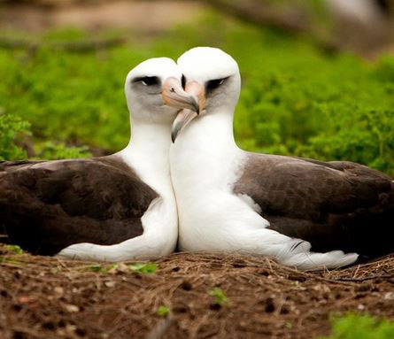 animaux homosexuels