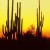 Illustration du profil de Arizona